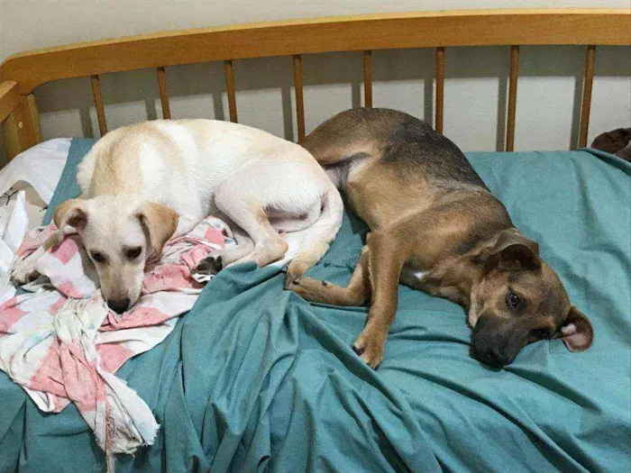 Cachorro ra a indefinida idade 7 a 11 meses nome Clarinha e Mel