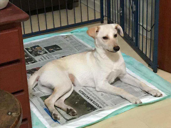 Cachorro ra a indefinida idade 7 a 11 meses nome Clarinha e Mel
