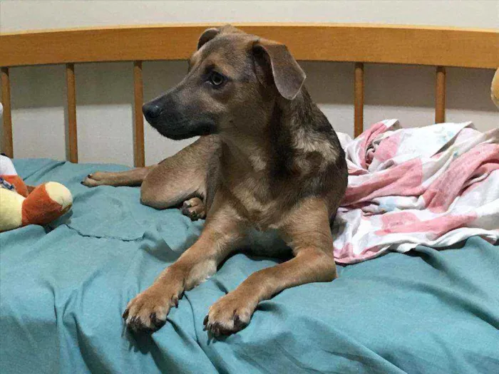 Cachorro ra a indefinida idade 7 a 11 meses nome Clarinha e Mel
