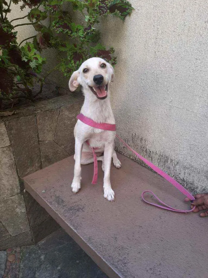 Cachorro ra a indefinida idade 7 a 11 meses nome Clarinha e Mel