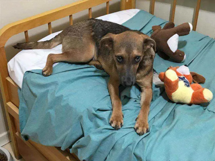 Cachorro ra a indefinida idade 7 a 11 meses nome Clarinha e Mel