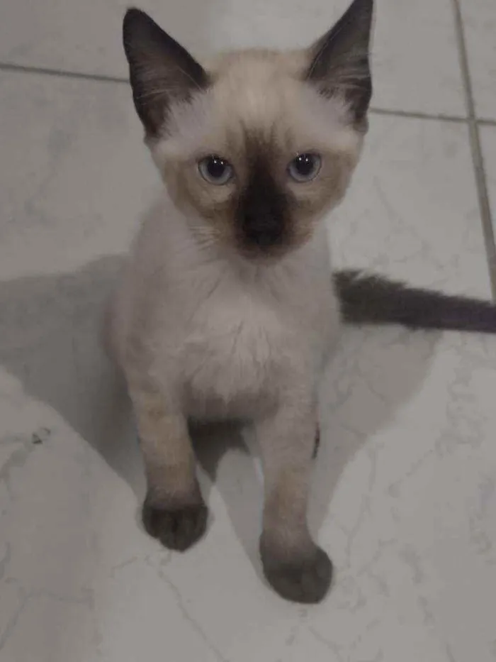 Gato raça  idade 2 a 6 meses nome sem nome