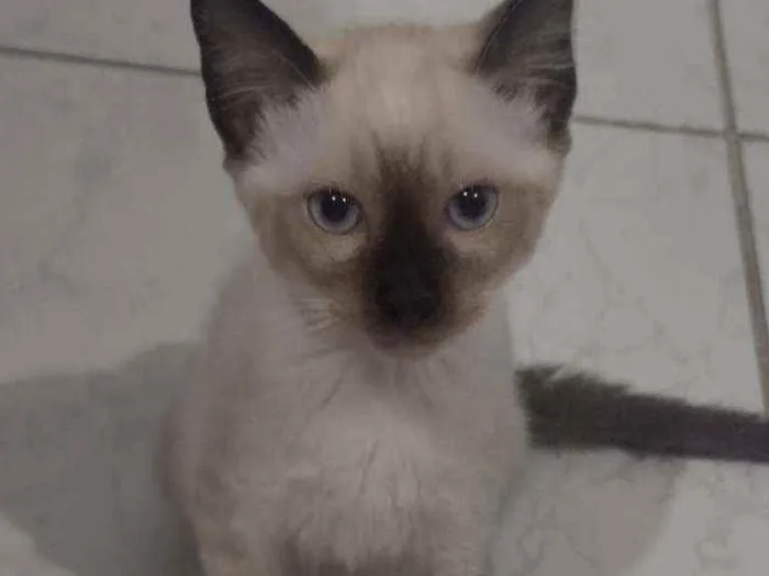 Gato raça  idade 2 a 6 meses nome sem nome