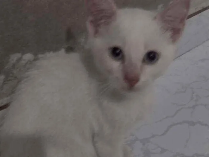 Gato raça  idade 2 a 6 meses nome sem nome