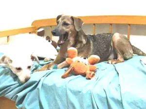 Cachorro raça indefinida idade 7 a 11 meses nome Clarinha e Mel