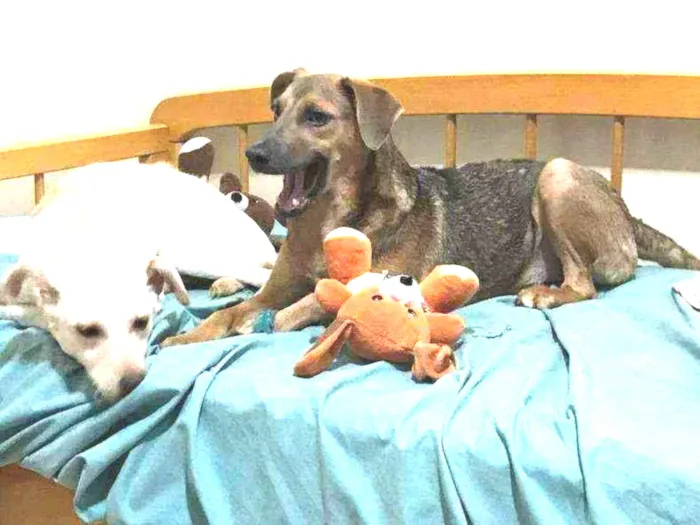 Cachorro ra a indefinida idade 7 a 11 meses nome Clarinha e Mel