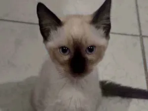 Gato raça  idade 2 a 6 meses nome sem nome