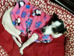Cachorro raça Fox Paulistinha tricolor  idade 3 anos nome SUNNY
