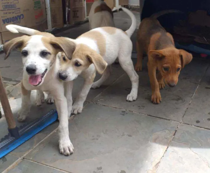 Cachorro raça Sem raça definida idade 2 a 6 meses nome Filhotes com 2 meses