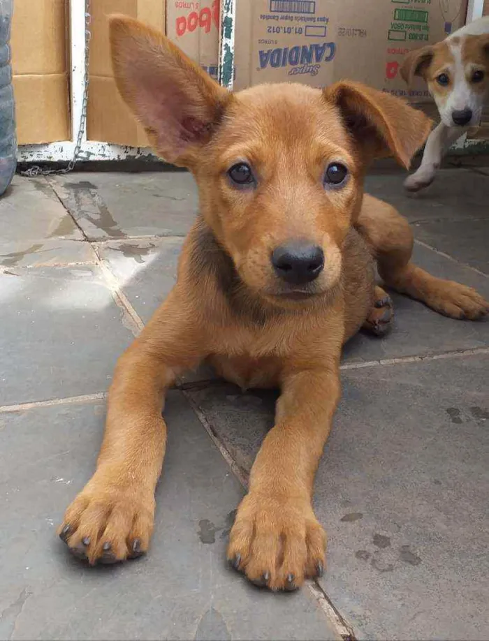 Cachorro raça Sem raça definida idade 2 a 6 meses nome Filhotes com 2 meses