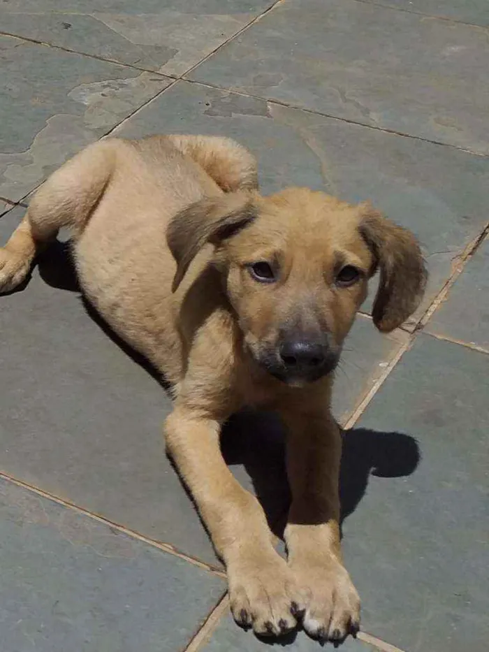 Cachorro raça Sem raça definida idade 2 a 6 meses nome Filhotes com 2 meses