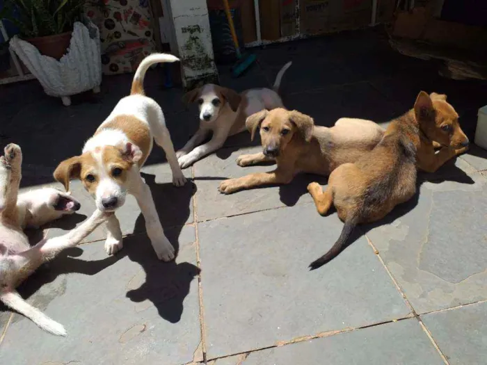 Cachorro raça Sem raça definida idade 2 a 6 meses nome Filhotes com 2 meses