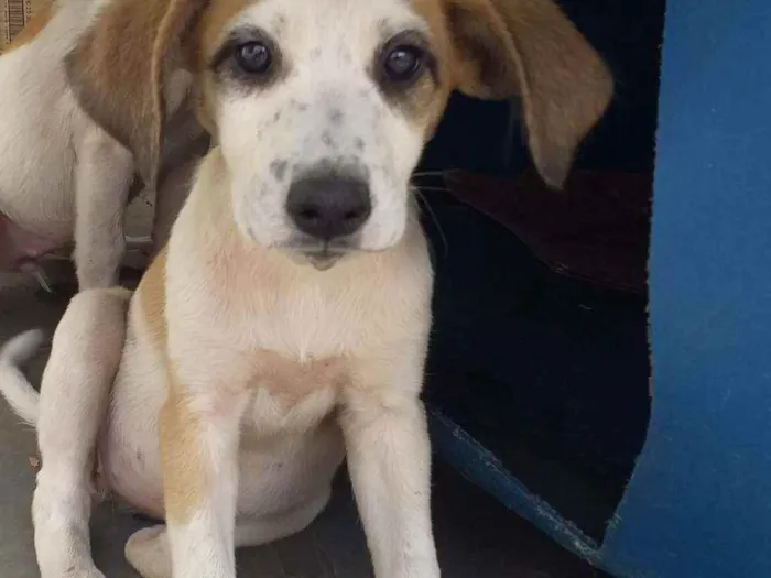 Cachorro raça Sem raça definida idade 2 a 6 meses nome Filhotes com 2 meses