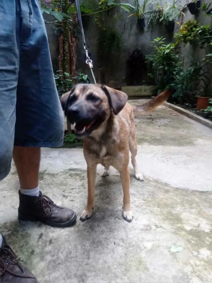 Cachorro raça Sem raça idade 1 ano nome Cacau