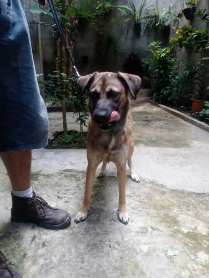 Cachorro raça Sem raça idade 1 ano nome Cacau