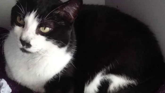 Gato raça Srd idade 2 anos nome Diego lindo frajolin