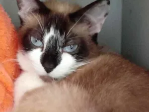 Gato raça Srd idade 1 ano nome Branca linda 