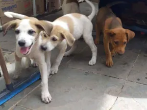 Cachorro raça Sem raça definida idade 2 a 6 meses nome Filhotes com 2 meses