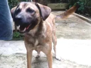 Cachorro raça Sem raça idade 1 ano nome Cacau