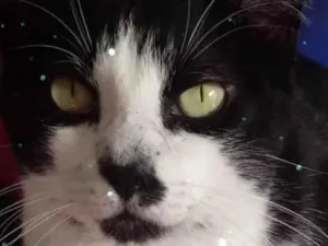 Gato raça Srd idade 2 anos nome Diego lindo frajolin