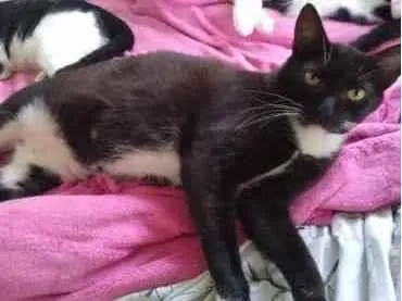 Gato raça Srd frajolinha  idade 1 ano nome Ariane Linda 