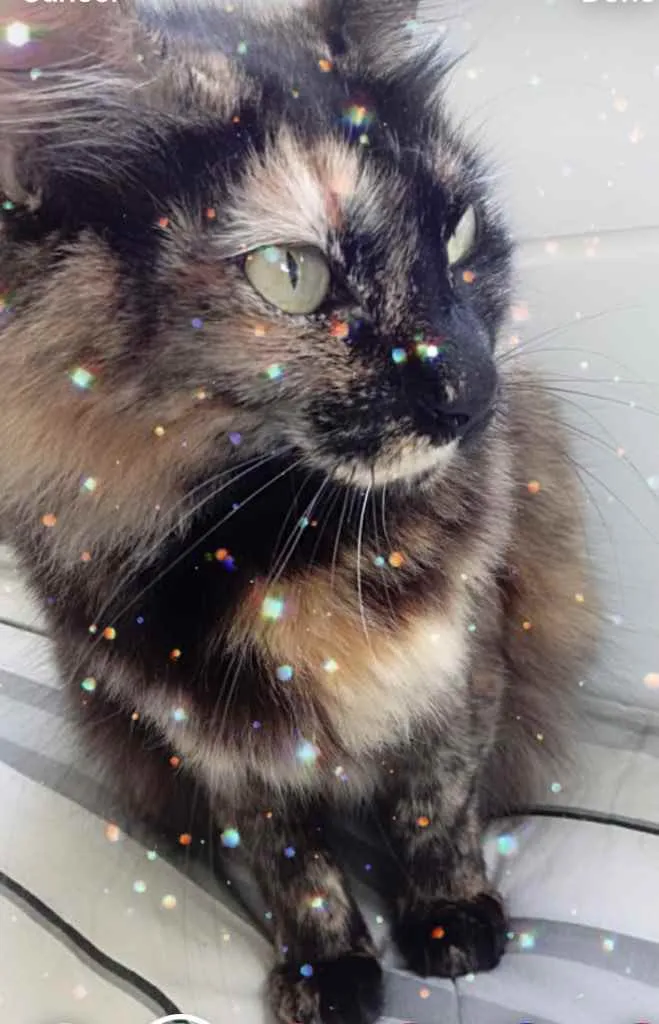 Gato raça Srd idade 1 ano nome Menina linda gatinha