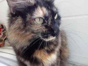 Gato raça Srd idade 1 ano nome Menina linda gatinha