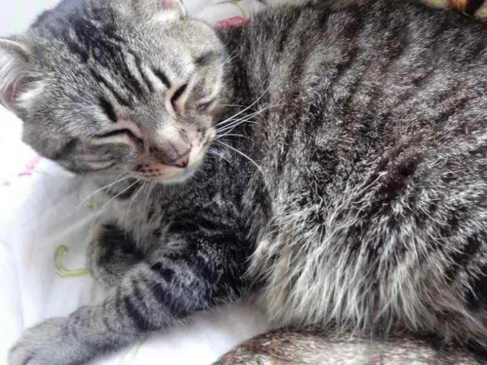 Gato raça Srd idade 1 ano nome Raja linda gatinha 