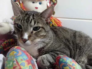 Gato raça Srd idade 2 anos nome Tigue lindo