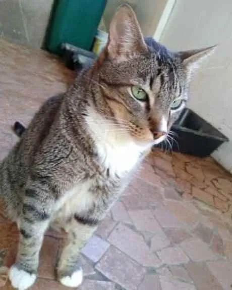 Gato raça Srd idade 2 anos nome Tigue lindo