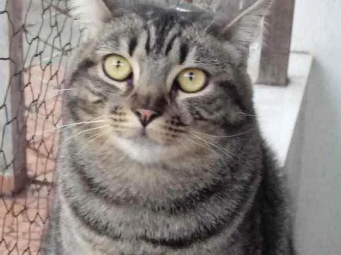 Gato raça Srd  idade 1 ano nome Tom gorduchinho 