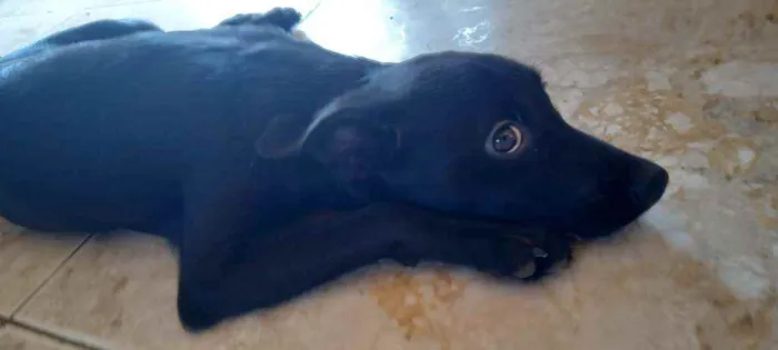 Cachorro ra a Labrador com vira lata idade 7 a 11 meses nome Akira 