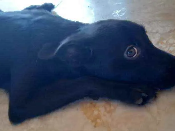 Cachorro ra a Labrador com vira lata idade 7 a 11 meses nome Akira 