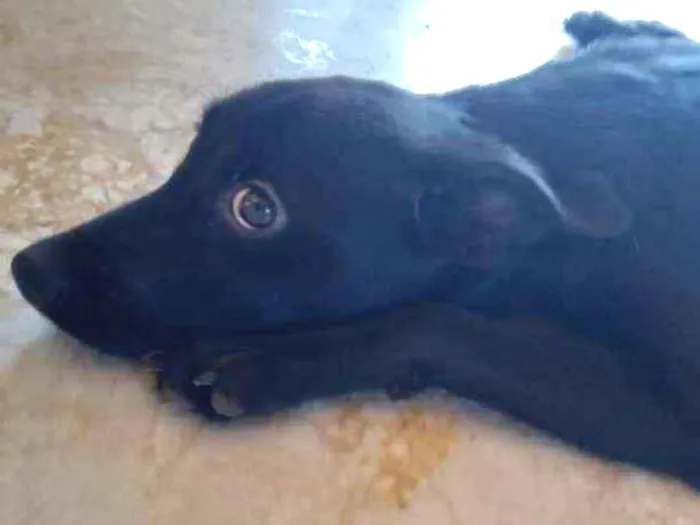 Cachorro ra a Labrador com vira lata idade 7 a 11 meses nome Akira 
