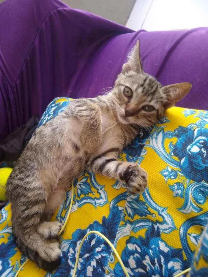 Gato raça SRD idade 2 a 6 meses nome Mariscado