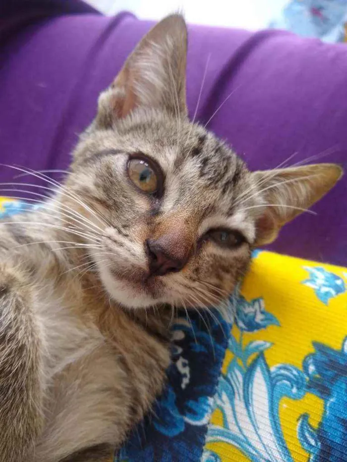 Gato raça SRD idade 2 a 6 meses nome Mariscado