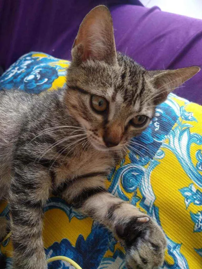 Gato raça SRD idade 2 a 6 meses nome Mariscado