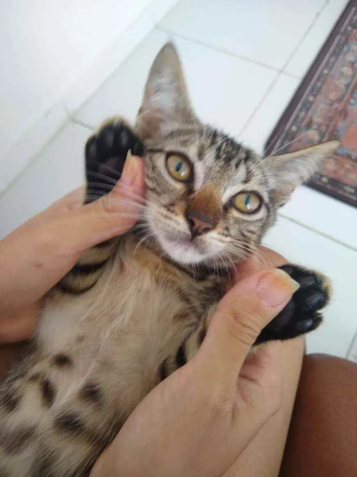 Gato raça SRD idade 2 a 6 meses nome Mariscado