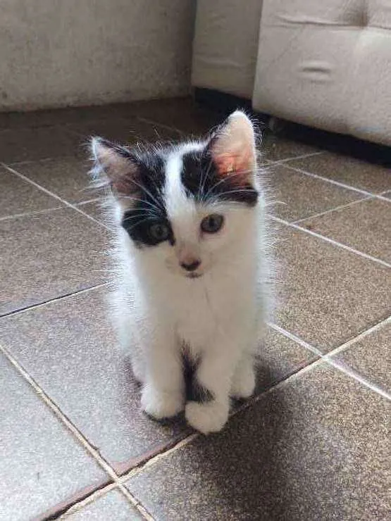 Gato ra a  idade Abaixo de 2 meses nome frajolinha