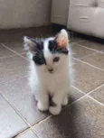 frajolinha