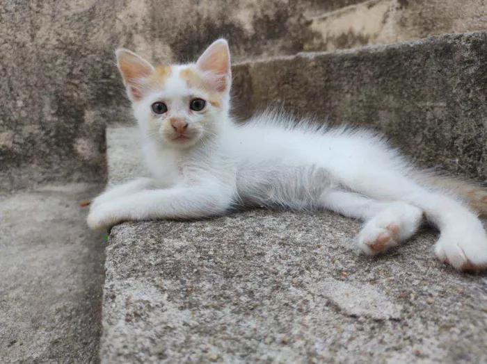 Gato ra a  idade Abaixo de 2 meses nome Ed