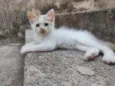 Ed