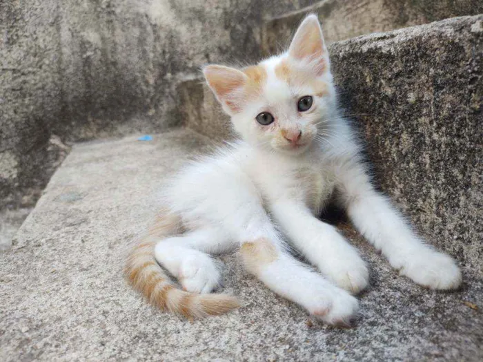 Gato ra a  idade Abaixo de 2 meses nome Ed