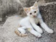 Ed
