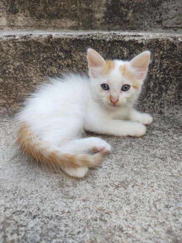 Gato ra a  idade Abaixo de 2 meses nome Ed