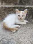 Ed