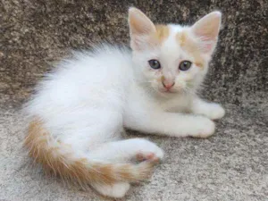 Gato raça  idade Abaixo de 2 meses nome Ed