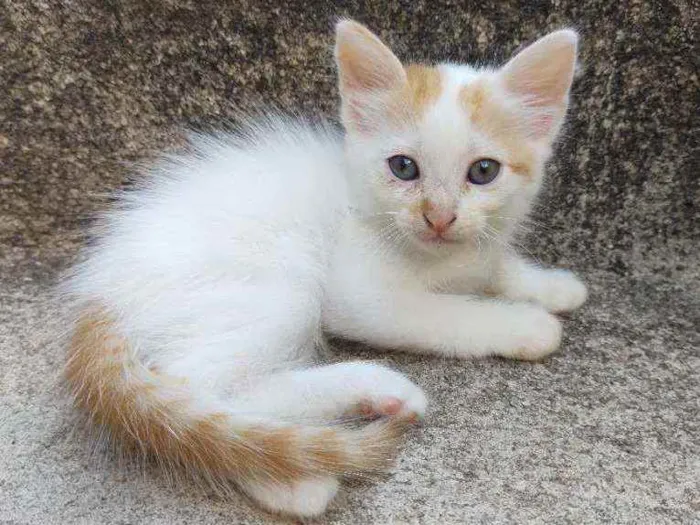Gato ra a  idade Abaixo de 2 meses nome Ed