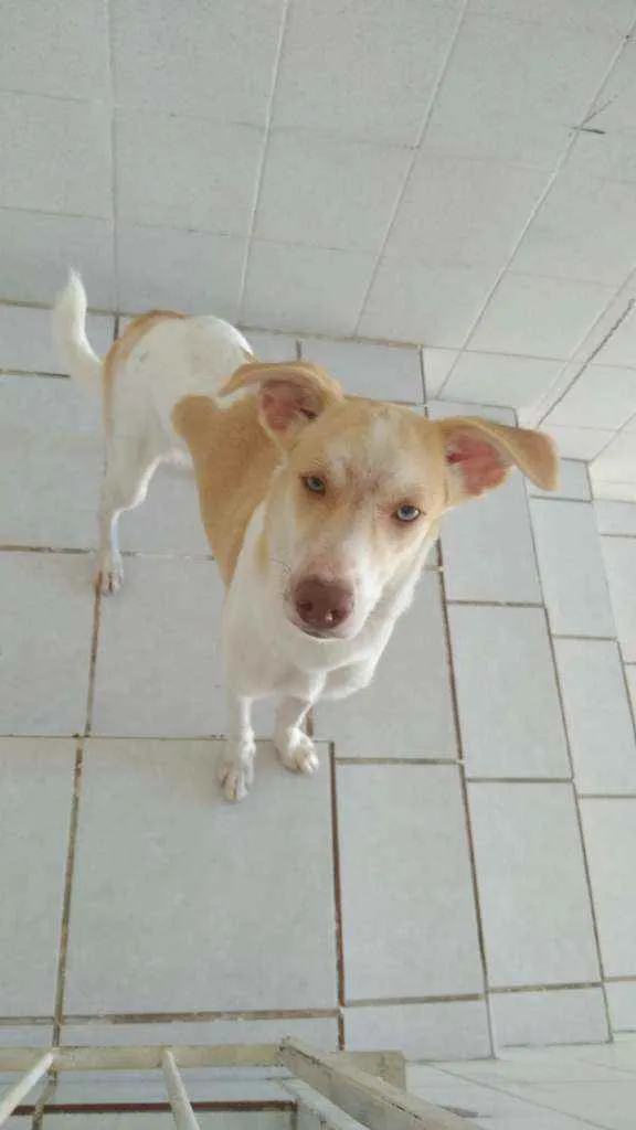 Cachorro ra a Não sei  idade 7 a 11 meses nome Galego