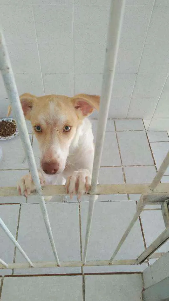 Cachorro ra a Não sei  idade 7 a 11 meses nome Galego